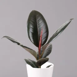 Gummibaum 'Robusta' In Topf Dallas, Weiß Topf-Ø 12cm, Höhe Ca. 40-45 Cm, 3er-Set -Madison Verkäufe 0223200063 Ficus el Robusta Dallas weiss 3er Set 22