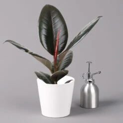 Gummibaum 'Robusta' In Topf Dallas, Weiß Topf-Ø 12cm, Höhe Ca. 40-45 Cm, 3er-Set -Madison Verkäufe 0223200063 Ficus el Robusta Dallas weiss 3er Set 32