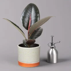 Gummibaum 'Robusta' In Keramiktopf Lauren Grün, Topf-Ø 12 Cm, Höhe Ca. 40 Cm -Madison Verkäufe 0223200094 Ficus el Robusta in Uebertopf Lauren gruen 3