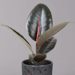 Gummibaum 'Robusta' In Keramiktopf Lauren Blau, Topf-Ø 12 Cm, Höhe Ca. 40 Cm 8 Gummibaum 'Robusta' In Keramiktopf Lauren Blau, Topf-Ø 12 Cm, Höhe Ca. 40 Cm -Madison Verkäufe 0223200095 Ficus el Robusta in Uebertopf Lauren blau 2