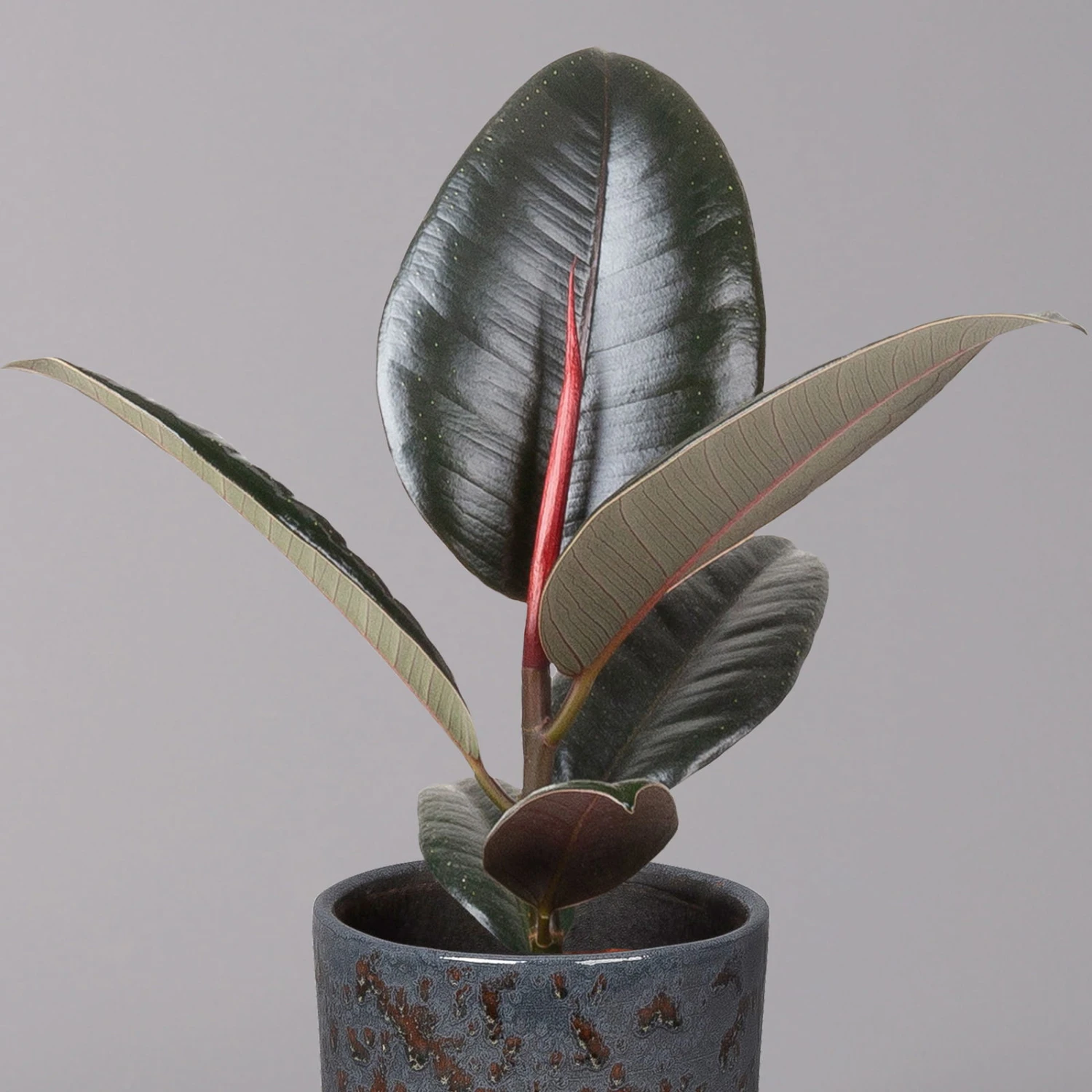 Gummibaum 'Robusta' In Keramiktopf Lauren Blau, Topf-Ø 12 Cm, Höhe Ca. 40 Cm 4 Gummibaum 'Robusta' In Keramiktopf Lauren Blau, Topf-Ø 12 Cm, Höhe Ca. 40 Cm – Bild 2