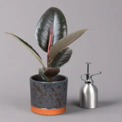 Gummibaum 'Robusta' In Keramiktopf Lauren Blau, Topf-Ø 12 Cm, Höhe Ca. 40 Cm 9 Gummibaum 'Robusta' In Keramiktopf Lauren Blau, Topf-Ø 12 Cm, Höhe Ca. 40 Cm -Madison Verkäufe 0223200095 Ficus el Robusta in Uebertopf Lauren blau 3