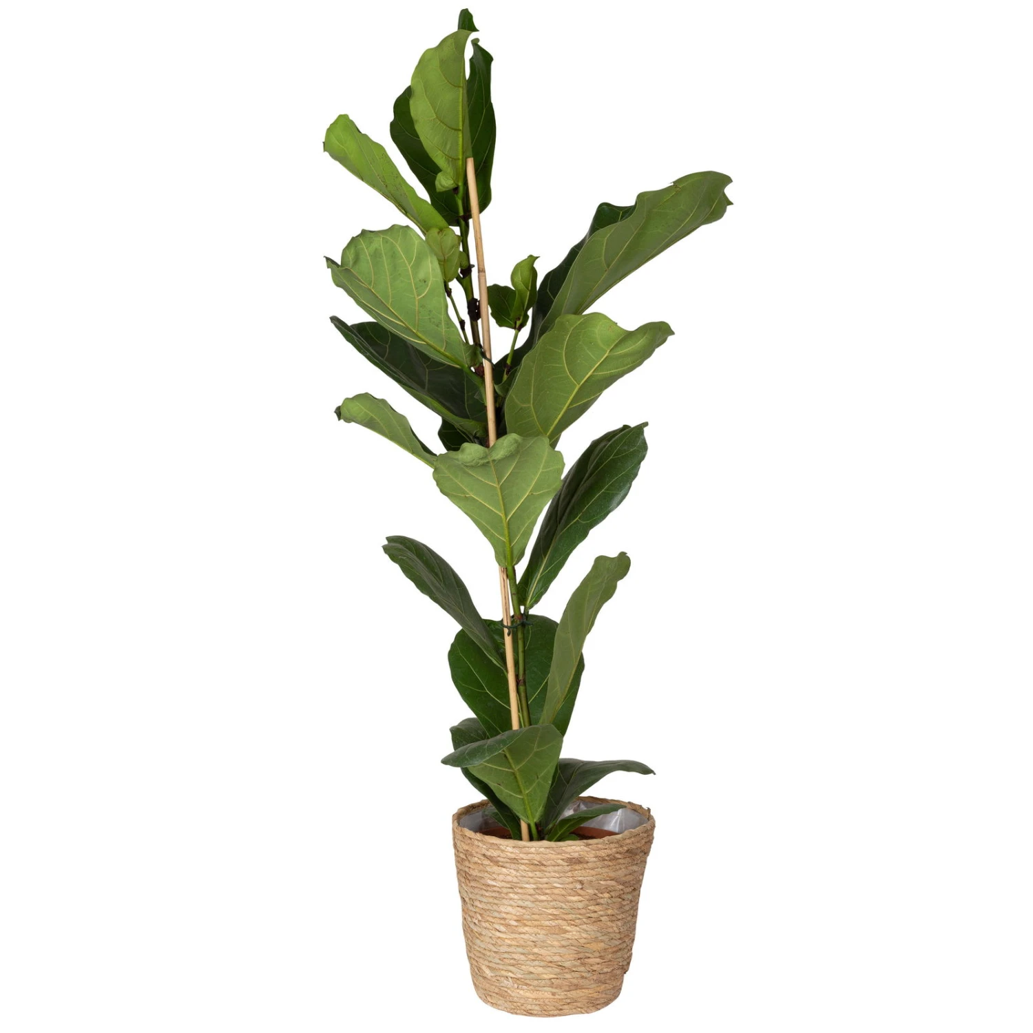 Geigenfeige In Korb 'Osaka', Topf-Ø 21 Cm, Höhe Ca. 80-100 Cm 3 Geigenfeige In Korb 'Osaka', Topf-Ø 21 Cm, Höhe Ca. 80-100 Cm