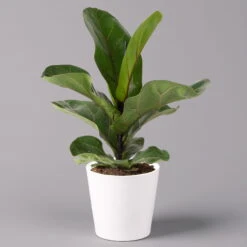 Geigenfeige 'Bambino', Topf-Ø 12 Cm, Mit Übertopf Weiß, Höhe Ca. 30 Cm, 2er-Set -Madison Verkäufe 0223300045 Ficus lyr Bambino im Topf Dallas weiss 1