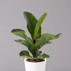 Geigenfeige 'Bambino', Topf-Ø 12 Cm, Mit Übertopf Weiß, Höhe Ca. 30 Cm, 2er-Set -Madison Verkäufe 0223300045 Ficus lyr Bambino im Topf Dallas weiss 2