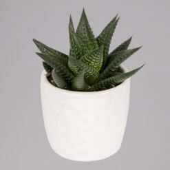 Sukkulenten In Dekotopf 'Honey', Topf-Ø 6 Cm, 3er-Set -Madison Verkäufe 0225200537 Mini Sukkulenten Set in Topf Honey 1 117303