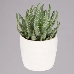 Sukkulenten In Dekotopf 'Honey', Topf-Ø 6 Cm, 3er-Set -Madison Verkäufe 0225200537 Mini Sukkulenten Set in Topf Honey 2 117302