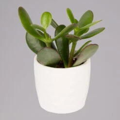 Sukkulenten In Dekotopf 'Honey', Topf-Ø 6 Cm, 3er-Set -Madison Verkäufe 0225200537 Mini Sukkulenten Set in Topf Honey 3 117301