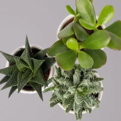 Sukkulenten In Dekotopf 'Honey', Topf-Ø 6 Cm, 3er-Set -Madison Verkäufe 0225200537 Mini Sukkulenten Set in Topf Honey 4 117300