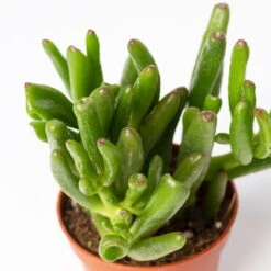 Sukkulenten Im Dekotopf 'Glazed Pink', Verschiedene Arten, Topf-Ø 6 Cm, 3er-Set -Madison Verkäufe 0225200733 Sukkulenten Set in Topf Scandic terrac 3er Set 10