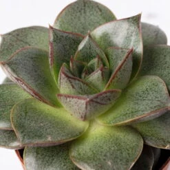 Sukkulenten Im Dekotopf 'Glazed Pink', Verschiedene Arten, Topf-Ø 6 Cm, 3er-Set -Madison Verkäufe 0225200733 Sukkulenten Set in Topf Scandic terrac 3er Set 11