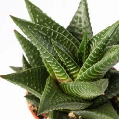 Sukkulenten Im Dekotopf 'Glazed Pink', Verschiedene Arten, Topf-Ø 6 Cm, 3er-Set -Madison Verkäufe 0225200733 Sukkulenten Set in Topf Scandic terrac 3er Set 12