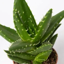 Sukkulenten Im Dekotopf 'Glazed Pink', Verschiedene Arten, Topf-Ø 6 Cm, 3er-Set -Madison Verkäufe 0225200733 Sukkulenten Set in Topf Scandic terrac 3er Set 13