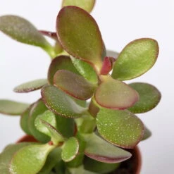 Sukkulenten Im Dekotopf 'Glazed Pink', Verschiedene Arten, Topf-Ø 6 Cm, 3er-Set -Madison Verkäufe 0225200733 Sukkulenten Set in Topf Scandic terrac 3er Set 9