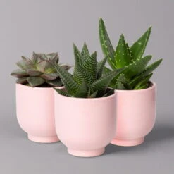 Sukkulenten Im Dekotopf 'Glazed Pink', Verschiedene Arten, Topf-Ø 6 Cm, 3er-Set -Madison Verkäufe 0225200736 Sukkulenten Set in Topf Glazed Pink 3er Set 1