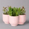 Sukkulenten Im Dekotopf 'Glazed Pink', Verschiedene Arten, Topf-Ø 6 Cm, 3er-Set 1 Sukkulenten Im Dekotopf 'Glazed Pink', Verschiedene Arten, Topf-Ø 6 Cm, 3er-Set -Madison Verkäufe 0225200736 Sukkulenten Set in Topf Glazed Pink 3er Set 2