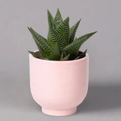 Sukkulenten Im Dekotopf 'Glazed Pink', Verschiedene Arten, Topf-Ø 6 Cm, 3er-Set -Madison Verkäufe 0225200736 Sukkulenten Set in Topf Glazed Pink 3er Set 3