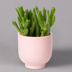 Sukkulenten Im Dekotopf 'Glazed Pink', Verschiedene Arten, Topf-Ø 6 Cm, 3er-Set -Madison Verkäufe 0225200736 Sukkulenten Set in Topf Glazed Pink 3er Set 6