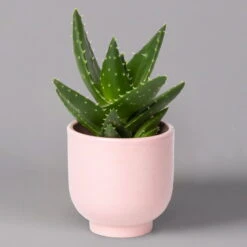 Sukkulenten Im Dekotopf 'Glazed Pink', Verschiedene Arten, Topf-Ø 6 Cm, 3er-Set -Madison Verkäufe 0225200736 Sukkulenten Set in Topf Glazed Pink 3er Set 7