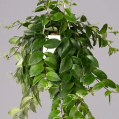 Panaschierte Schamblume, In Blumenampel, Topf-Ø 14 Cm, Höhe Ca. 30 Cm -Madison Verkäufe 0230100137 Aeschynanthus variegata 1 1 117817