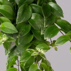 Panaschierte Schamblume, In Blumenampel, Topf-Ø 14 Cm, Höhe Ca. 30 Cm -Madison Verkäufe 0230100137 Aeschynanthus variegata 1 2 117816