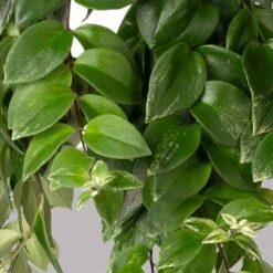 Panaschierte Schamblume, In Blumenampel, Topf-Ø 14 Cm, Höhe Ca. 30 Cm -Madison Verkäufe 0230100137 Aeschynanthus variegata 1 3 117818