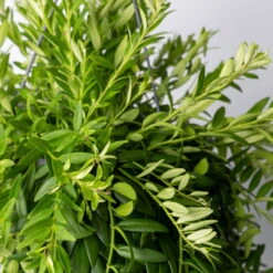 Schamblume In Blumenampel, Topf-Ø 15 Cm, Höhe Ca. 25 Cm -Madison Verkäufe 0230200127 Aeschynanthus Japhrolepis T15 1 1 116136