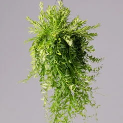 Schamblume In Blumenampel, Topf-Ø 15 Cm, Höhe Ca. 25 Cm -Madison Verkäufe 0230200127 Aeschynanthus Japhrolepis T15 2 2 116135