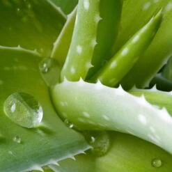 Aloe Vera, Topf-Ø 15 Cm, Höhe Ca. 35-50 Cm -Madison Verkäufe 0250102346 0250100086 0250102044 0250102126 0250102250 Aloe vera