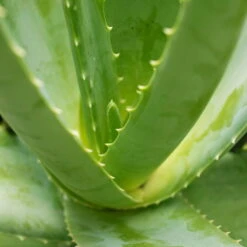 Aloe Vera, Topf-Ø 15 Cm, Höhe Ca. 35-50 Cm -Madison Verkäufe 0250102346 0250100086 0250102044 0250102126 0250102250 Aloe vera1
