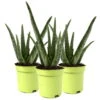 Aloe Vera, Topf-Ø 10,5 Cm, Höhe Ca. 25 Cm, 3er-Set -Madison Verkäufe 0250102712 3er Set Aloe vera 105er Topf ca 25cm
