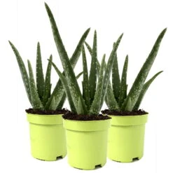 Aloe Vera, Topf-Ø 10,5 Cm, Höhe Ca. 25 Cm, 3er-Set