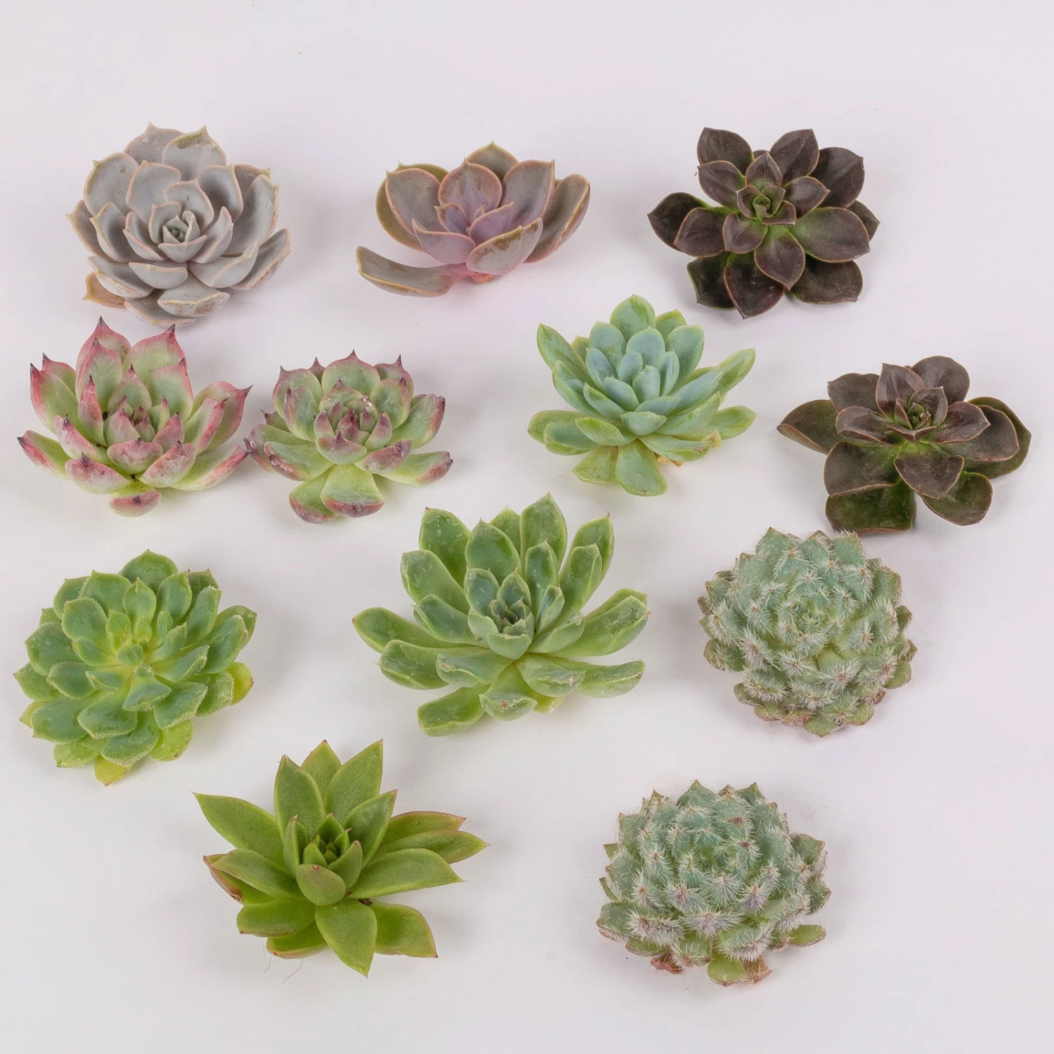 Schnittecheverien-Mix, Ø 5 Cm, 12er-Set 5 Schnittecheverien-Mix, Ø 5 Cm, 12er-Set – Bild 3