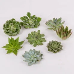 Schnittecheverien-Mix, Ø 8 Cm, 8er-Set -Madison Verkäufe 0250103007 Schnittecheverien 8er Set WS 2