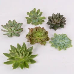 Schnittecheverien-Mix, Ø 10 Cm, 6er-Set 12 Schnittecheverien-Mix, Ø 10 Cm, 6er-Set -Madison Verkäufe 0250103008 Schnittecheverien 6er Set WS 2