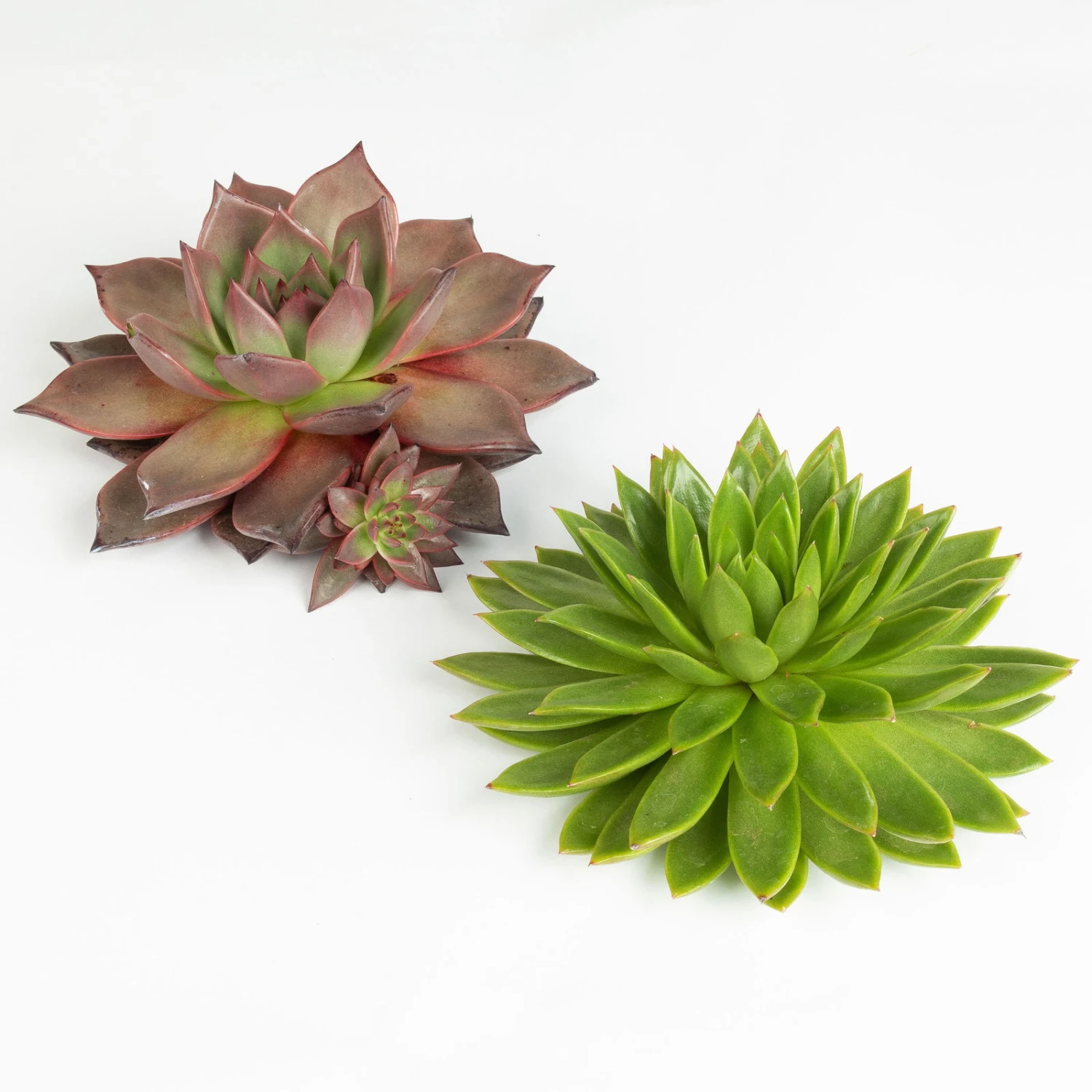 Schnittecheverien-Mix, Ø 16 Cm, 2er-Set 3 Schnittecheverien-Mix, Ø 16 Cm, 2er-Set