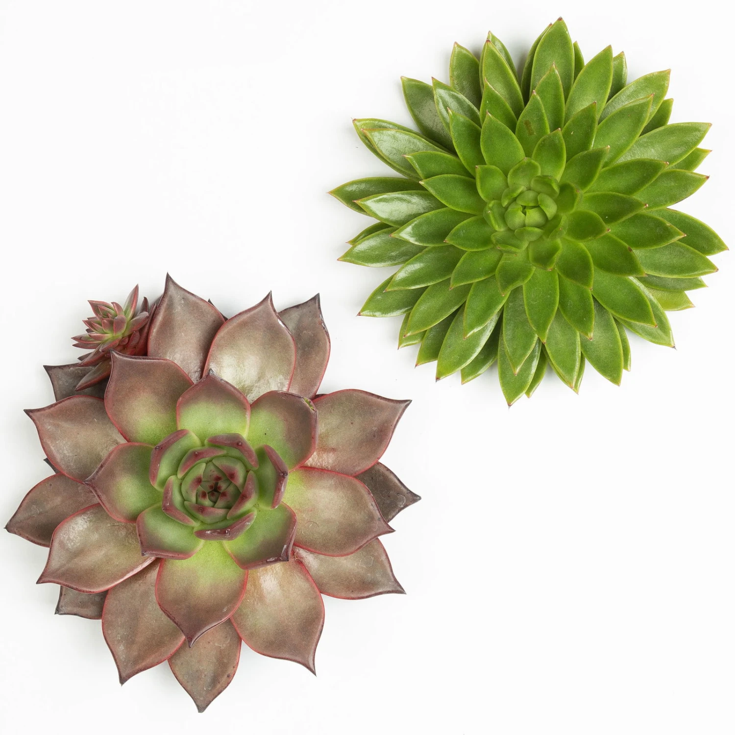 Schnittecheverien-Mix, Ø 16 Cm, 2er-Set 5 Schnittecheverien-Mix, Ø 16 Cm, 2er-Set – Bild 3