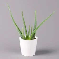 Aloe Vera In Keramiktopf Dallas Weiß, Topf-Ø 12 Cm, Höhe Ca. 20-35 Cm