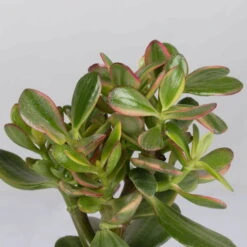 Geldbaum In Keramiktopf Anthrazit, Verschiedene Formen, Topf-Ø 12cm, 2er-Set -Madison Verkäufe 0250103046 Crassula ovata Sorte nach Verfuegbarkeit 6