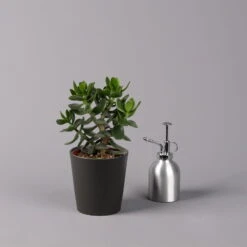 Geldbaum In Keramiktopf Anthrazit, Verschiedene Formen, Topf-Ø 12cm, 2er-Set -Madison Verkäufe 0250103050 Crassula ov Topf Dallas anthrazit 3er Set 10