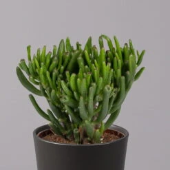 Geldbaum In Keramiktopf Anthrazit, Verschiedene Formen, Topf-Ø 12cm, 2er-Set -Madison Verkäufe 0250103050 Crassula ov Topf Dallas anthrazit 3er Set 3