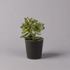 Geldbaum In Keramiktopf Anthrazit, Verschiedene Formen, Topf-Ø 12cm, 2er-Set -Madison Verkäufe 0250103050 Crassula ov Topf Dallas anthrazit 3er Set 5