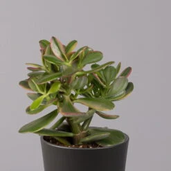 Geldbaum In Keramiktopf Anthrazit, Verschiedene Formen, Topf-Ø 12cm, 2er-Set -Madison Verkäufe 0250103050 Crassula ov Topf Dallas anthrazit 3er Set 6
