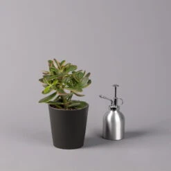 Geldbaum In Keramiktopf Anthrazit, Verschiedene Formen, Topf-Ø 12cm, 2er-Set -Madison Verkäufe 0250103050 Crassula ov Topf Dallas anthrazit 3er Set 7