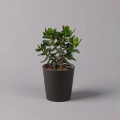 Geldbaum In Keramiktopf Anthrazit, Verschiedene Formen, Topf-Ø 12cm, 2er-Set -Madison Verkäufe 0250103050 Crassula ov Topf Dallas anthrazit 3er Set 8