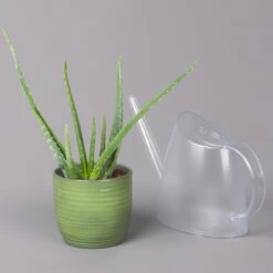 Aloe Vera In Keramiktopf Bergamo Grün, Topf-Ø 12 Cm, Höhe Ca. 35 Cm -Madison Verkäufe 0250103274 Aloe vera in uebertopf Bergamo gruen 12cmT H35cm 6 121026