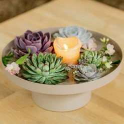 Schnittecheverien-Mix, Ø 10 Cm, 6er-Set 15 Schnittecheverien-Mix, Ø 10 Cm, 6er-Set -Madison Verkäufe 0250103364 Echeveria Mix 7 10cm in DIY Box 4 117171 4