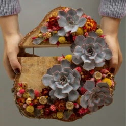 Schnittecheverien-Mix, Ø 5 Cm, 12er-Set 14 Schnittecheverien-Mix, Ø 5 Cm, 12er-Set -Madison Verkäufe 0250103364 Echeveria Mix 7 10cm in DIY Box 6 117174 3