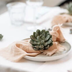 Schnittecheverien-Mix, Ø 8 Cm, 8er-Set -Madison Verkäufe 0250103364 Echeveria Mix 7 10cm in DIY Box 7 117173 1