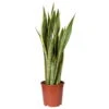 Bogenhanf, Topf-Ø 21 Cm, Höhe Ca. 80 Cm 1 Bogenhanf, Topf-Ø 21 Cm, Höhe Ca. 80 Cm -Madison Verkäufe 0250200267 Sansevieria trifasciata Laurentii 2
